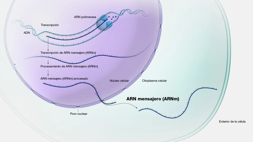 ¿Cómo transporta la molécula de ARNm la información del ADN?