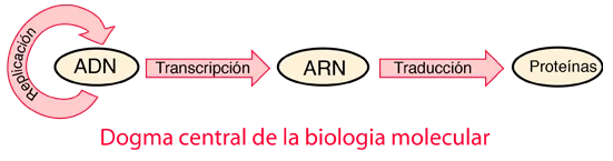 ¿Cuál es el dogma central de la biología molecular?