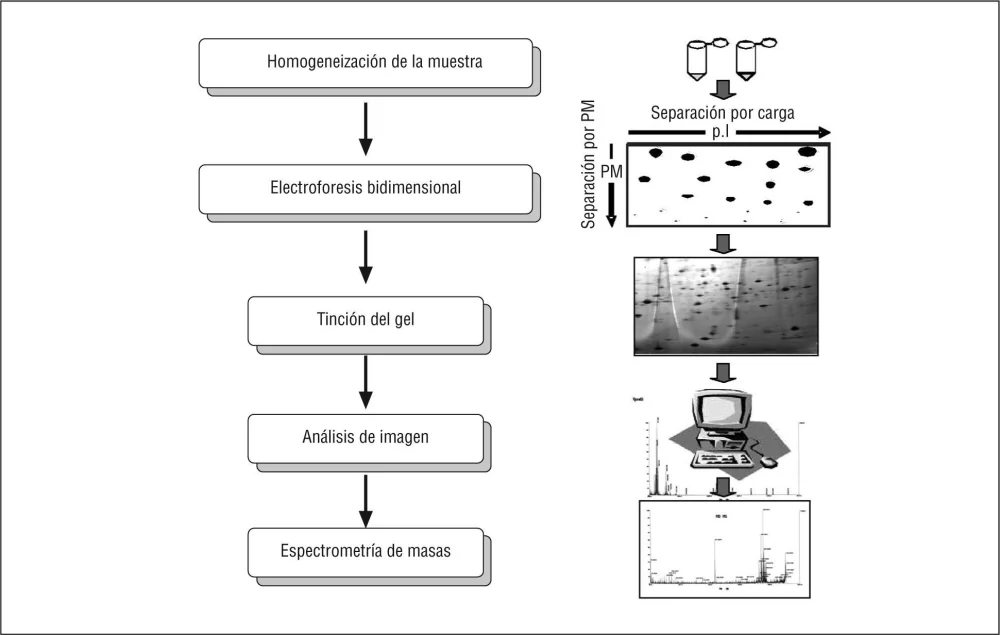 ¿Cuál es el principio básico de la identificación de proteínas mediante el mapeo de masas de péptidos?