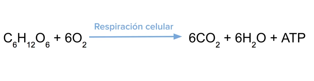 ¿Cuál es la ecuación química de la respiración celular?