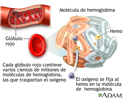 ¿Cuál es la función de la hemoglobina en el cuerpo humano?