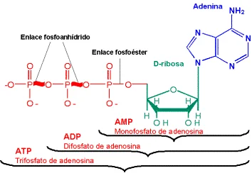 Diferencia entre AMP y ATP