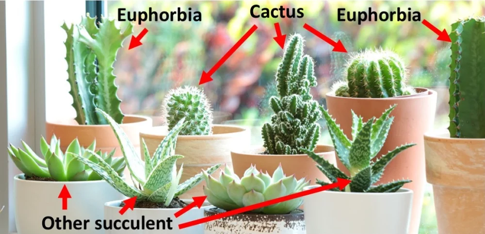 Diferencia entre cactus y euforbia