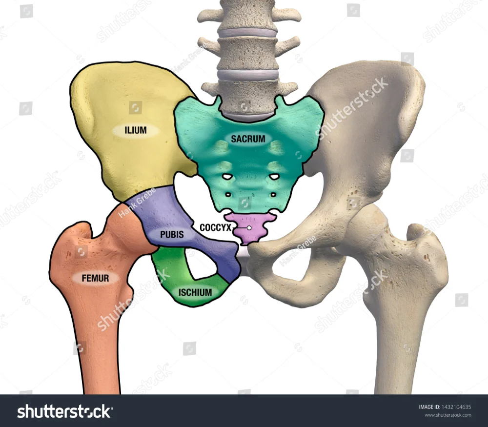 Diferencia entre cadera y pelvis