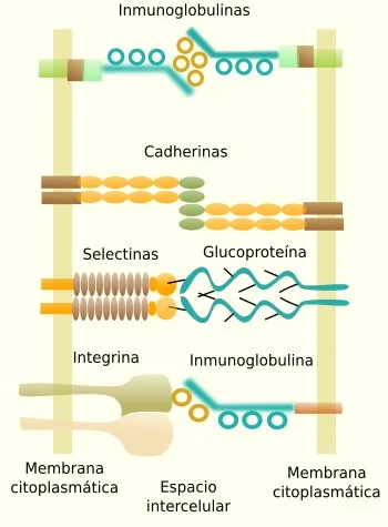 Diferencia entre cadherinas e integrinas