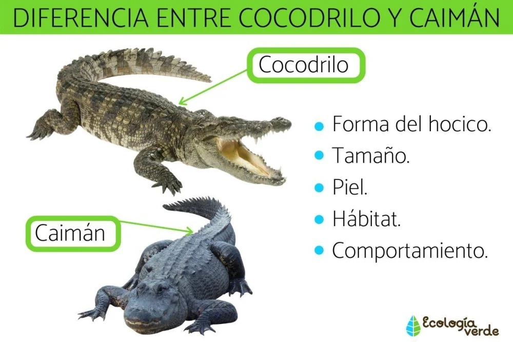 Diferencia entre caimán y cocodrilo