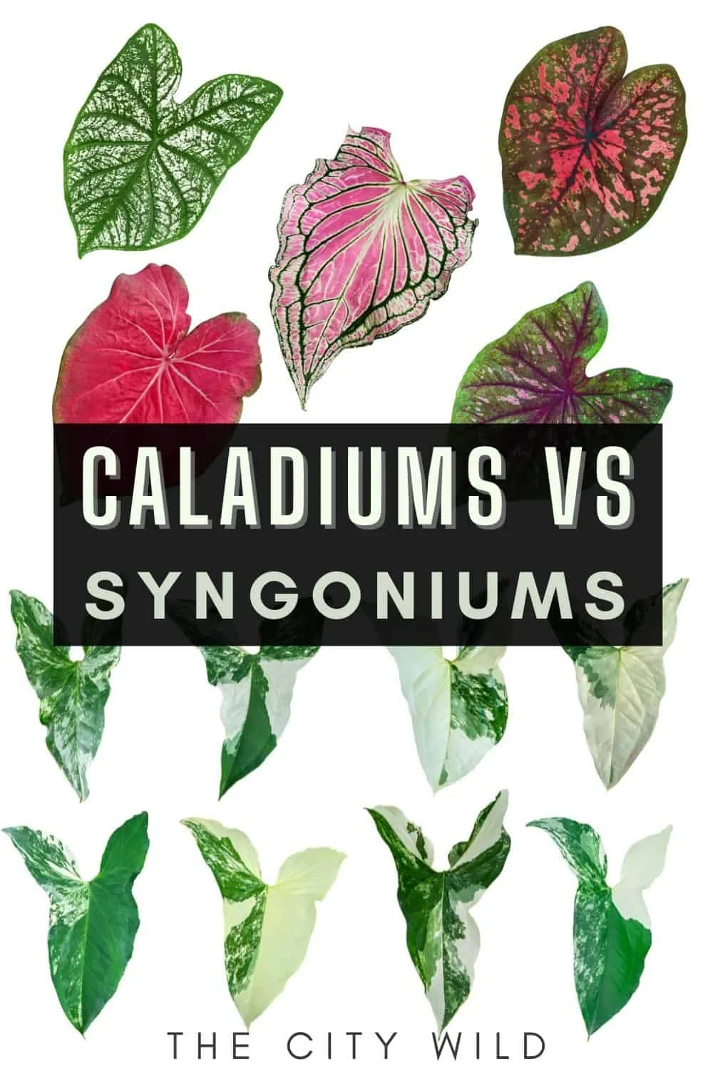 Diferencia entre Caladium y Syngonium