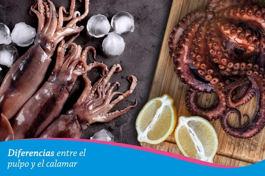 Diferencia entre calamar y pulpo