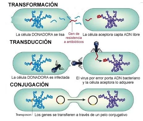 Diferencia entre conjugación transformación y transducción
