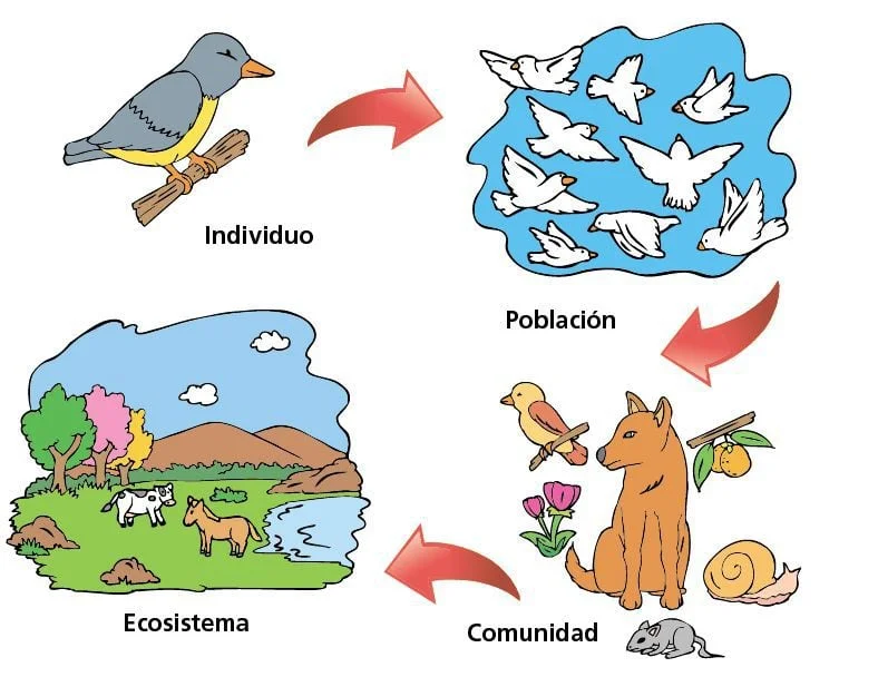 Diferencia entre ecosistema y comunidad