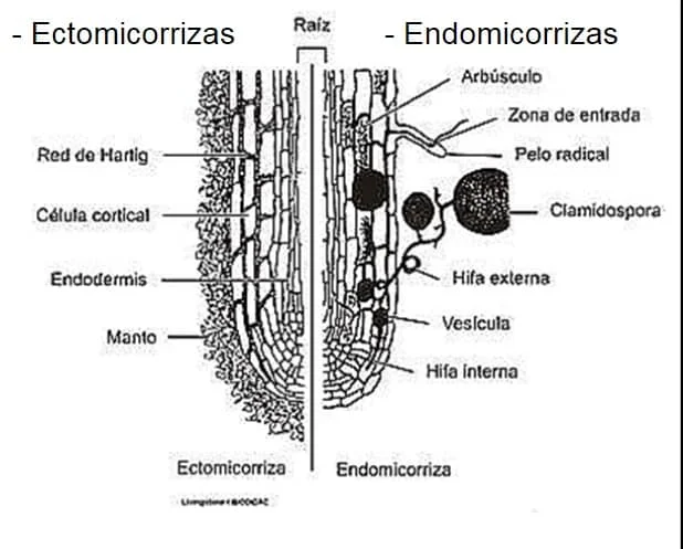 Diferencia entre ectomicorrizas y endomicorrizas
