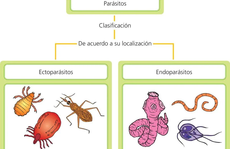 Diferencia entre ectoparásitos y endoparásitos