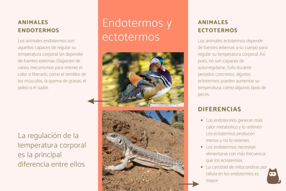 Diferencia entre ectotérmicos y endotérmicos