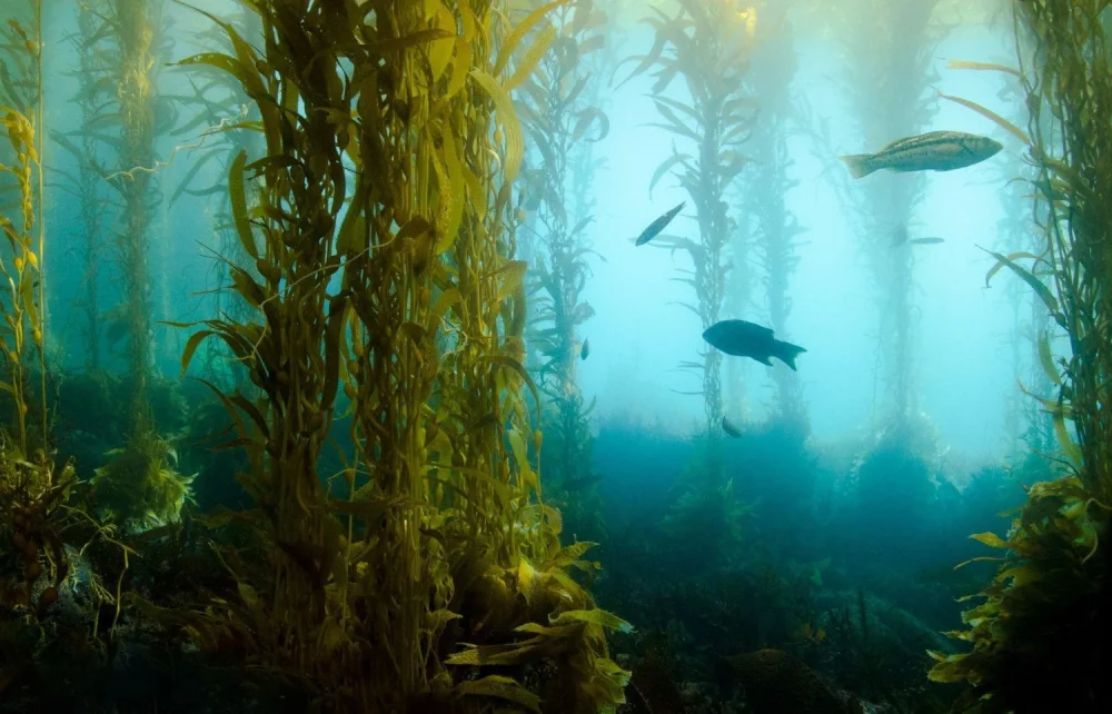 Diferencia entre el kelp y las algas marinas