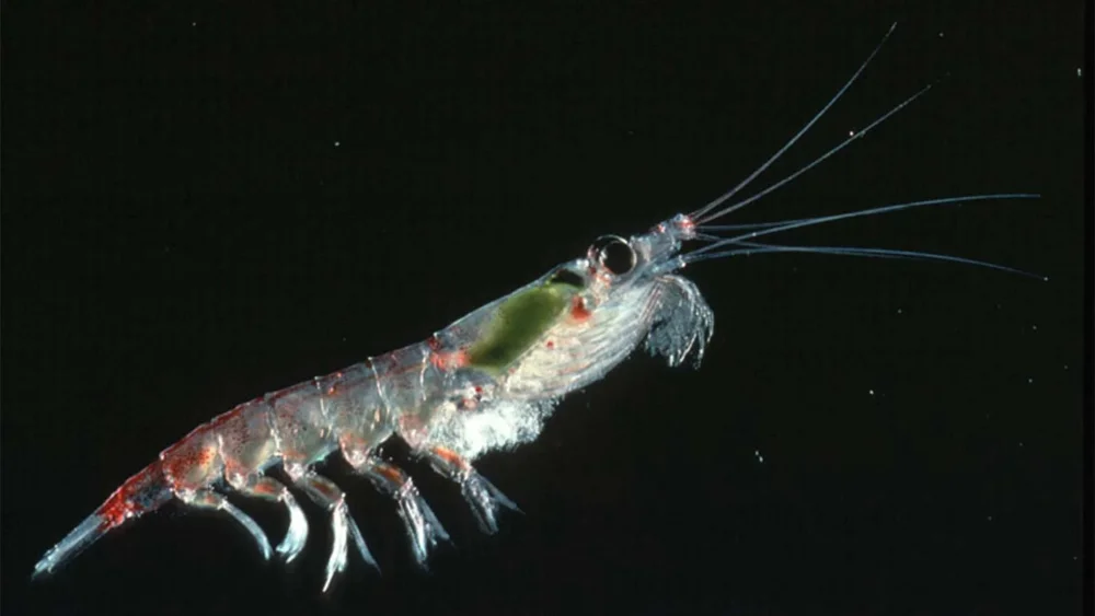 Diferencia entre el krill y el plancton