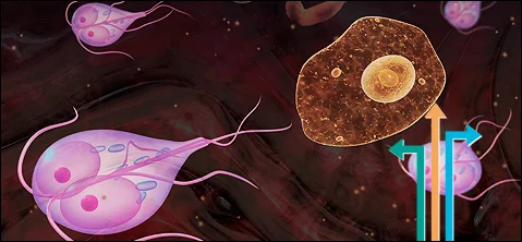 Diferencia entre Entamoeba histolytica y Giardia lamblia