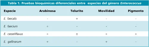 Diferencia entre Enterococcus faecalis y Faecium