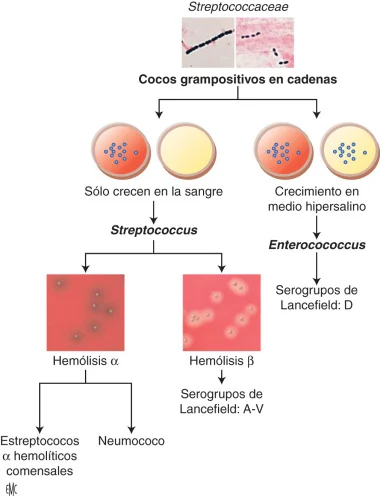 Diferencia entre Enterococcus y Streptococcus