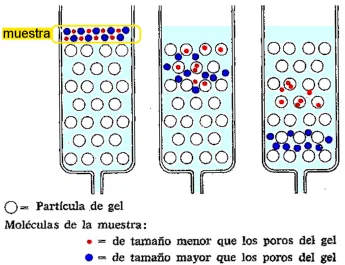 Diferencia entre la filtración en gel y la cromatografía de intercambio iónico