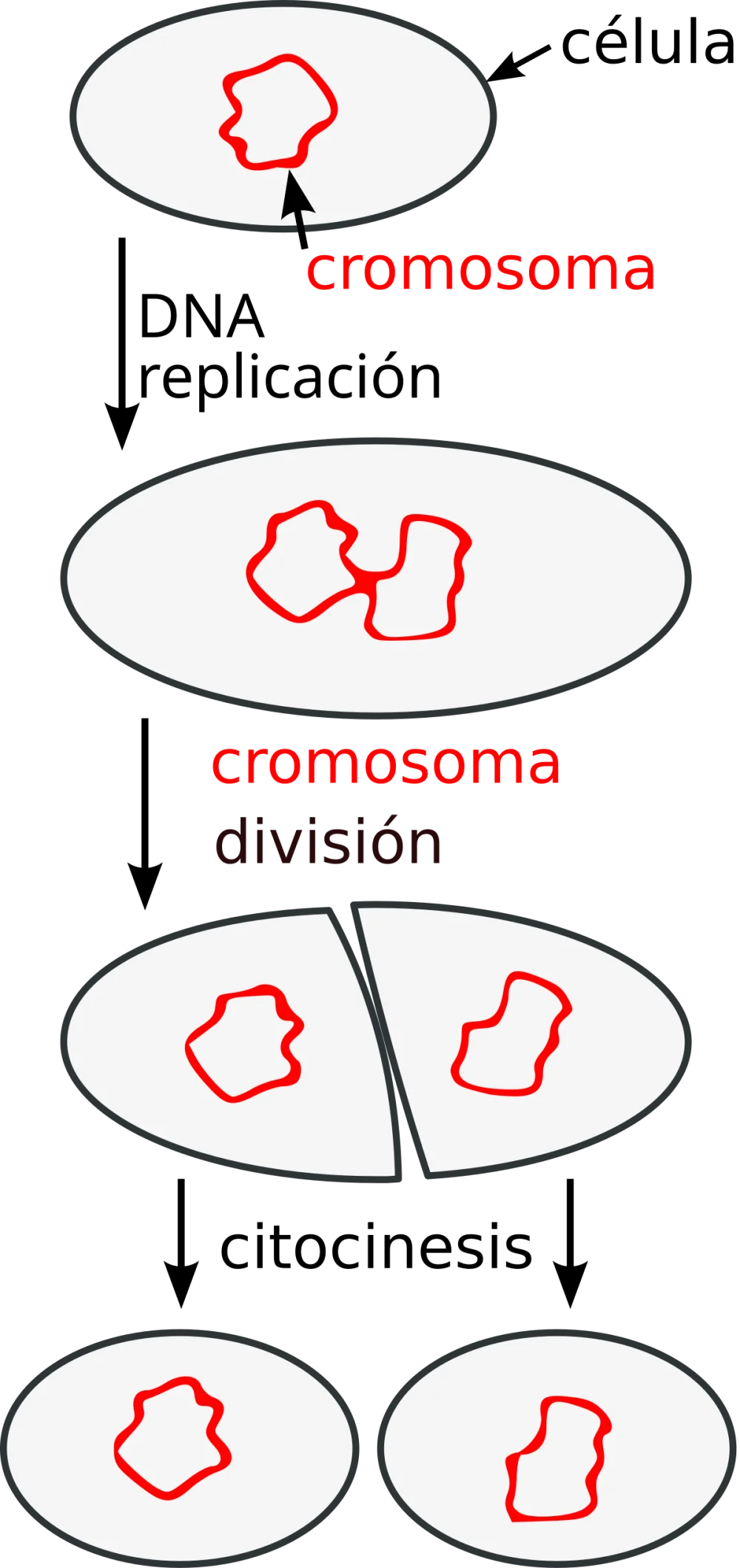 Diferencia entre la fisión binaria y la conjugación