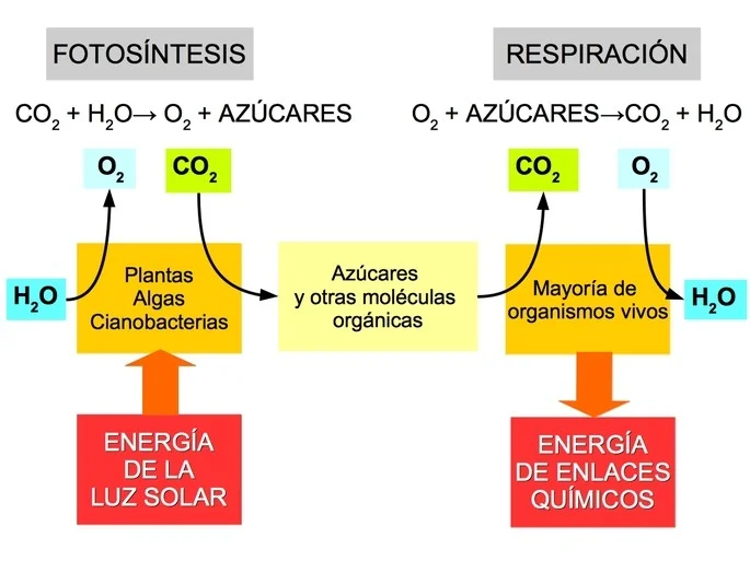 Diferencia entre la fotosíntesis y la respiración celular