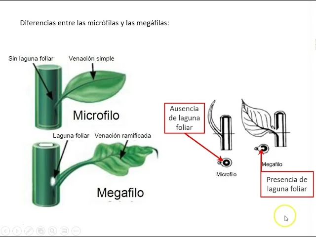Diferencia entre micrófilas y megafilas