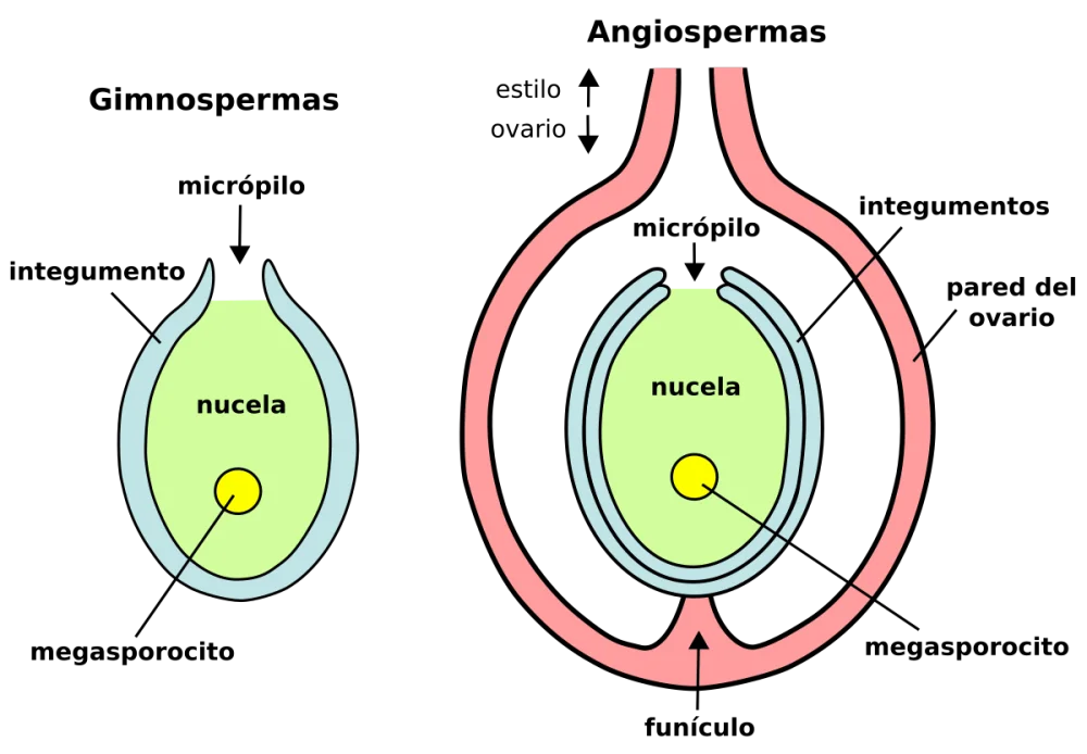 Diferencia entre micrópilo y chalaza