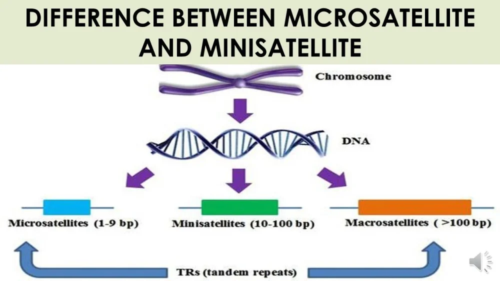 Diferencia entre microsatélite y minisatélite