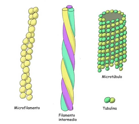 Diferencia entre microtúbulos y microfilamentos