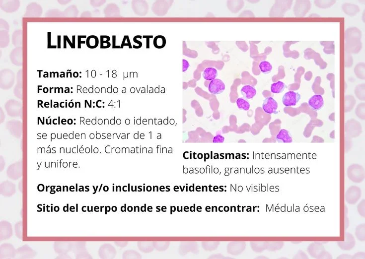 Diferencia entre mieloblasto y linfoblasto