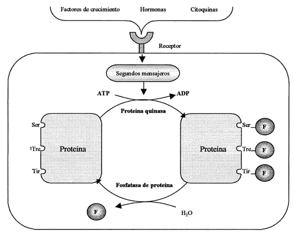 Diferencia entre quinasa y fosforilasa