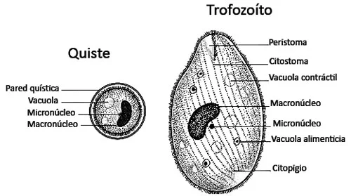 Diferencia entre quiste y trofozoíto