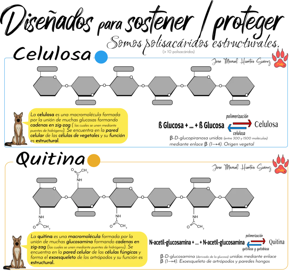 Diferencia entre quitina y celulosa