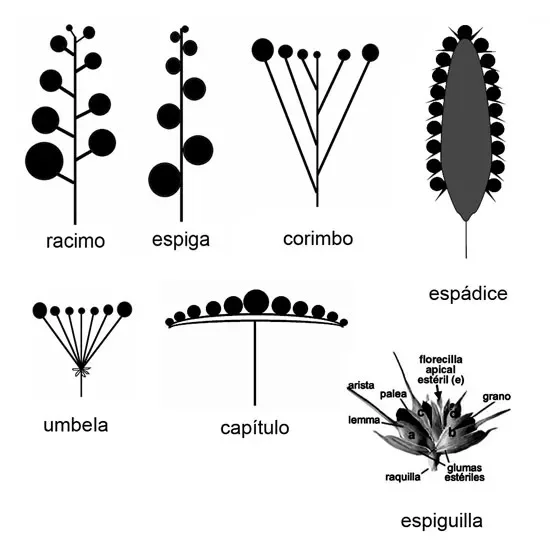 Diferencia entre racemosa y cimosa