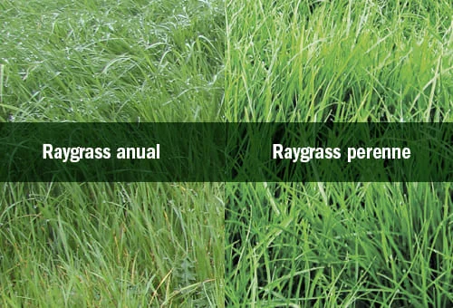 Diferencia entre raigrás anual y perenne