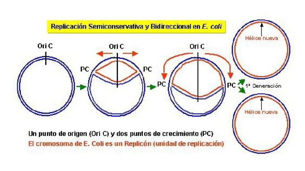 Diferencia entre una bifurcación de replicación y una burbuja de replicación