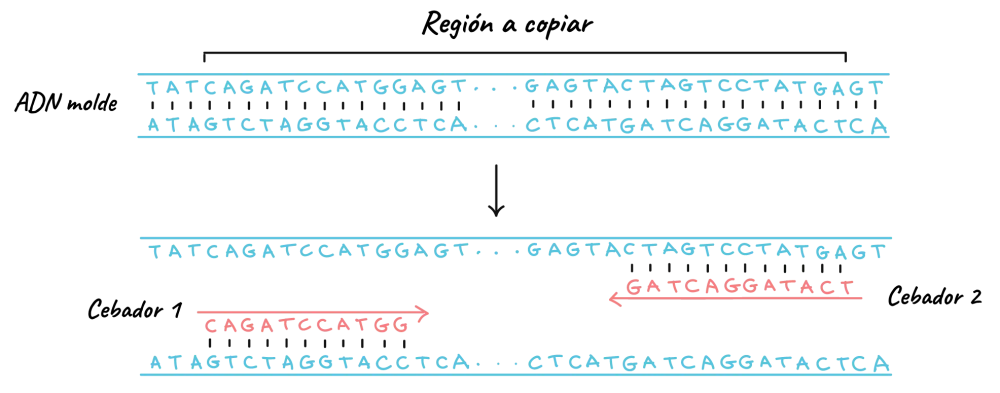 Cómo hacer cebadores para PCR Ciencia