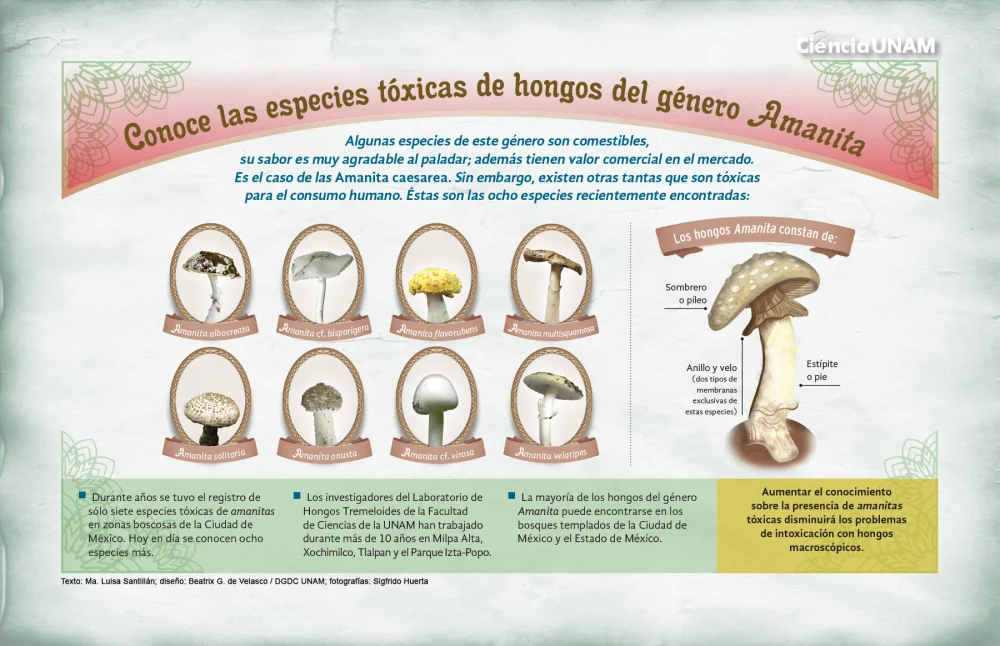 Cómo identificar hongos venenosos Ciencia
