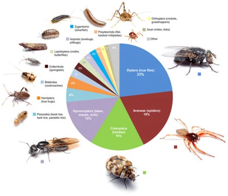 Cómo identificar insectos en casa Ciencia
