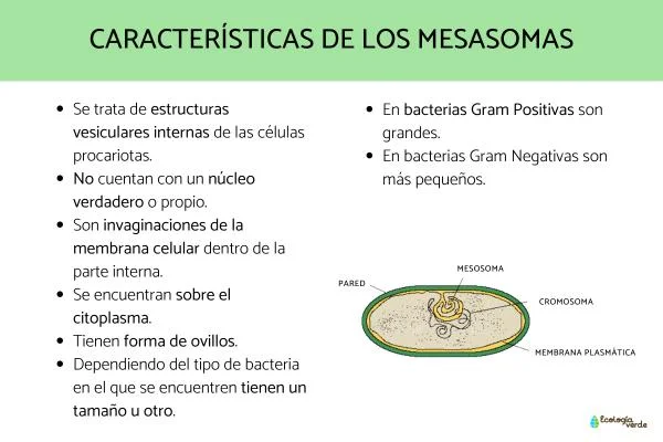 ¿Cuál es la función del mesosoma en la célula procariota?