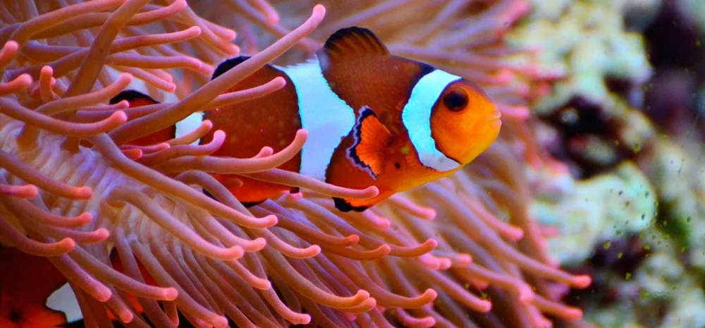 ¿Cuál es la relación simbiótica entre el pez payaso y la anémona de mar?
