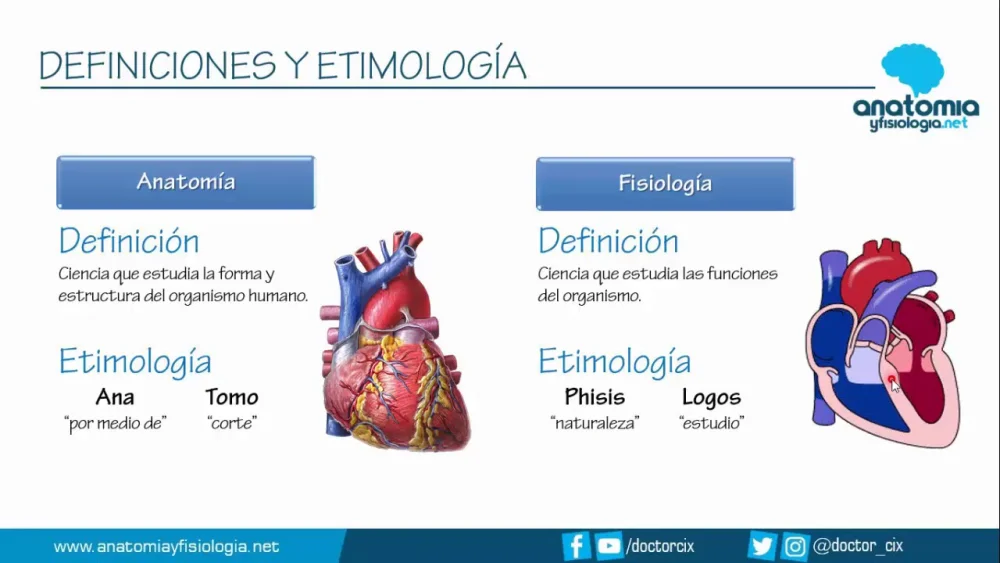 Diferencia entre anatomía y fisiología