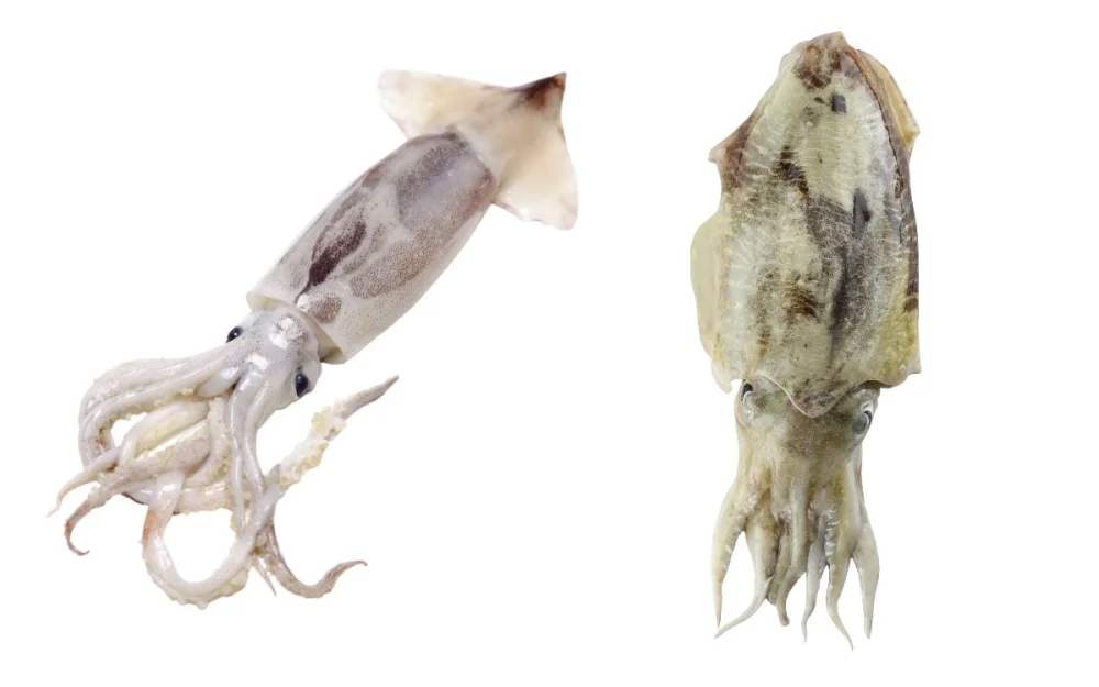 Diferencia entre calamares y calamares