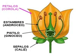 Diferencia entre cáliz y corola