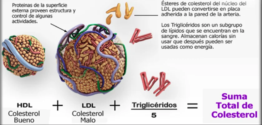 Diferencia entre calorías y colesterol