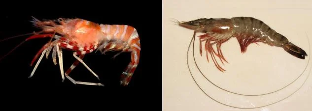 Diferencia entre camarones y langostinos