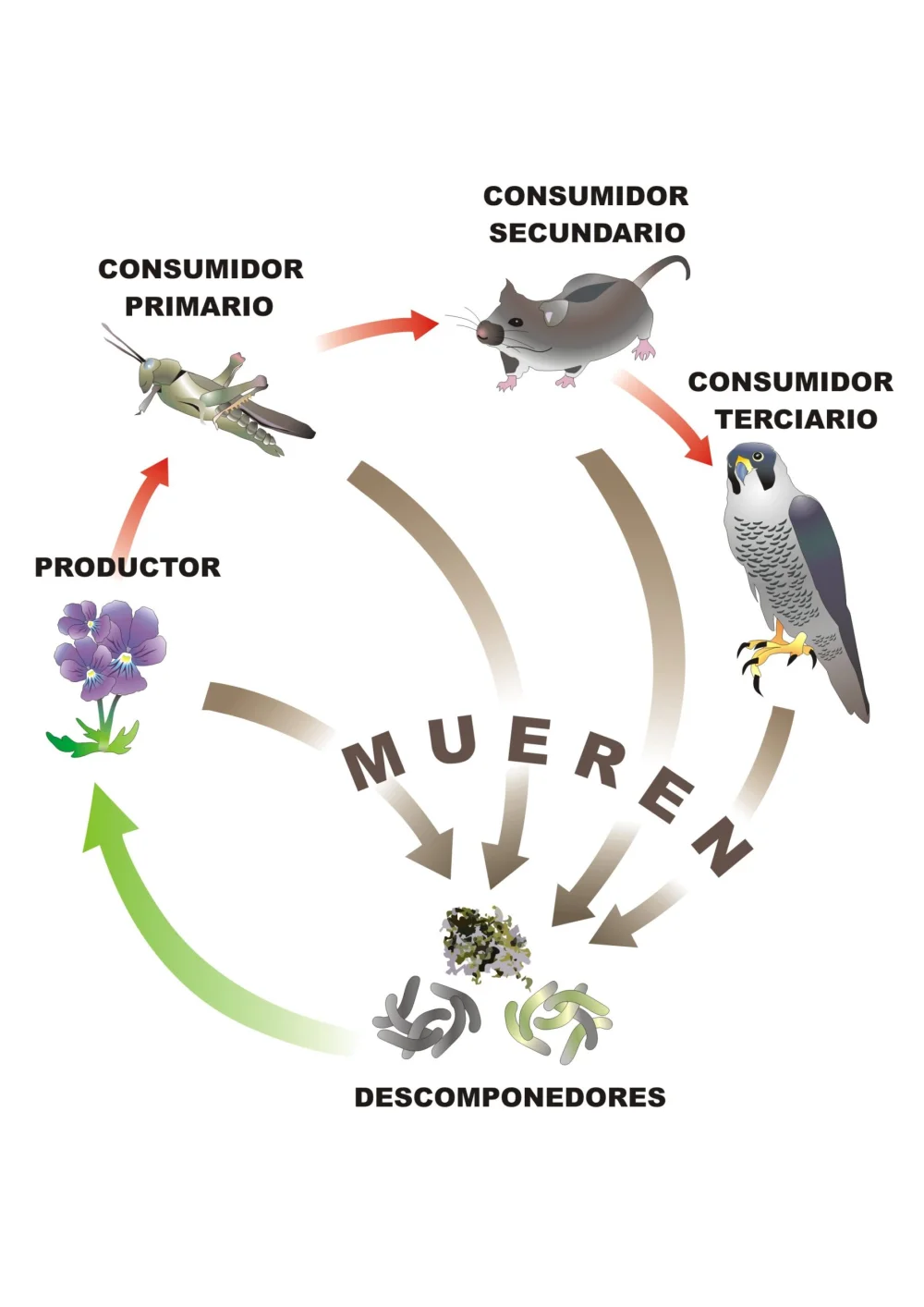 Diferencia entre consumidores primarios secundarios y terciarios