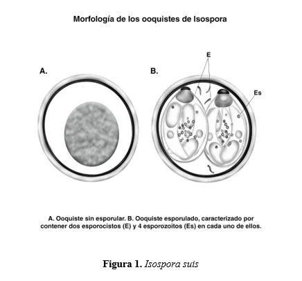 Diferencia entre Eimeria e Isospora