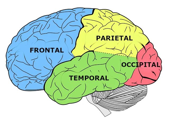 Diferencia entre el lóbulo parietal cerebral y el lóbulo occipital