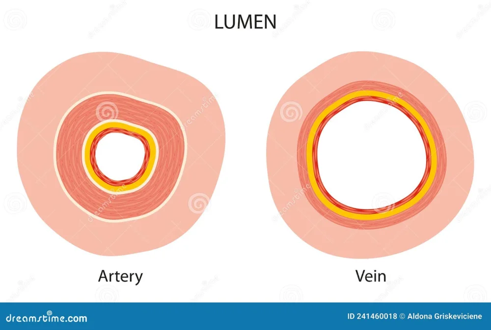 Diferencia entre el lumen de una arteria y una vena